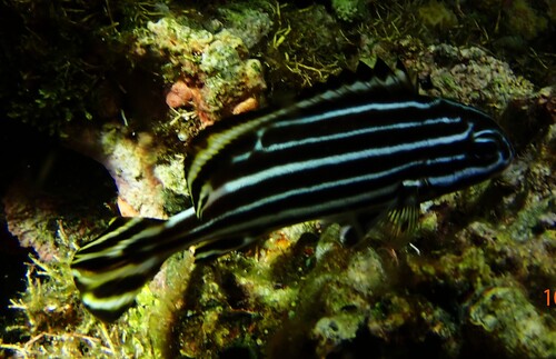 Plectorhinchus albovittatus observed 2026-10-16