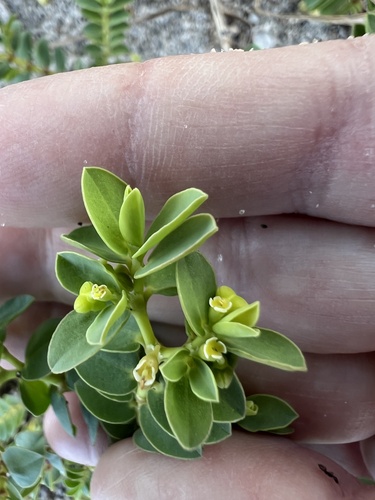 Euphorbia mesembryanthemifolia, 2026-10-21