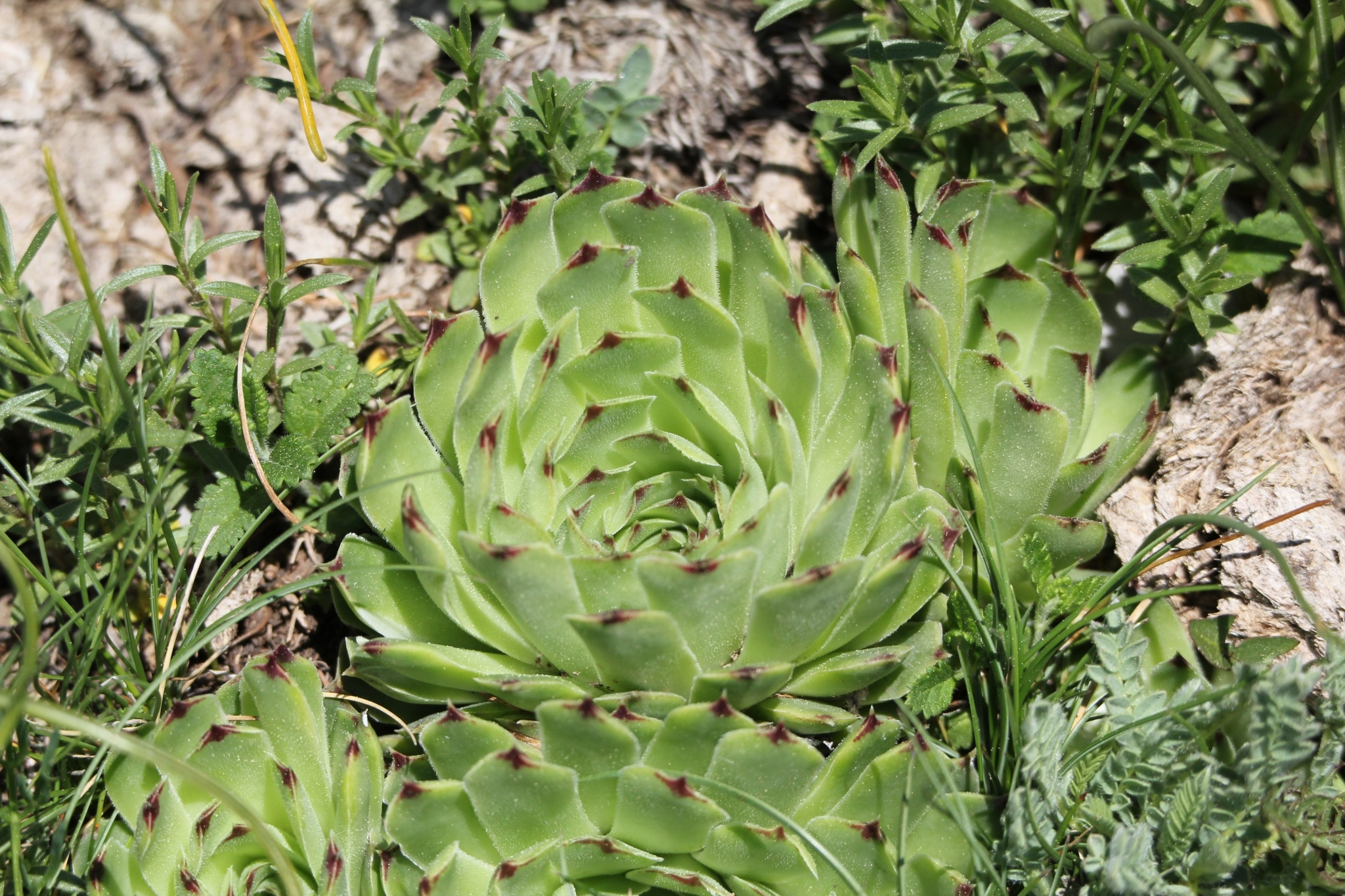 Siempreviva Europea (Sempervivum calcareum) · Natusfera