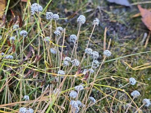 Eriocaulon observed 2026-10-21