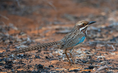 Uratelornis chimaera