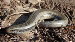 Chalcides bedriagai