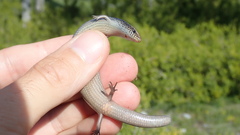 Chalcides bedriagai