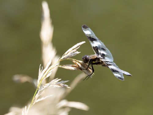 Twelve-spotted Skimmer