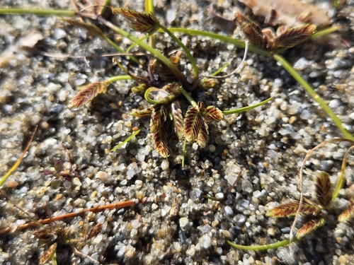 Cyperus bipartitus observed 2026-10-21