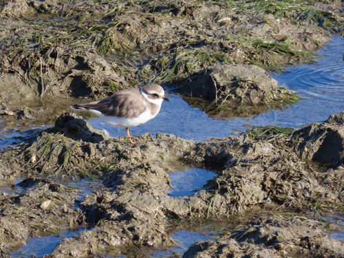 iNaturalist image
