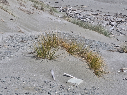 Ficinia spiralis observed 2026-10-21