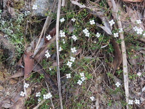 Mitrasacme polymorpha observed 2026-10-17