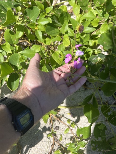 Canavalia rosea observed 2026-10-21
