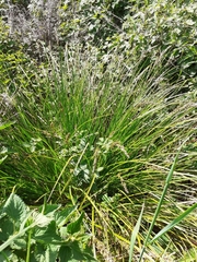 Carex paniculata