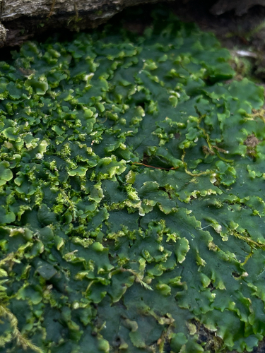Riccardia observed 2026-10-21