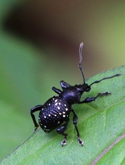 Otiorhynchus gemmatus