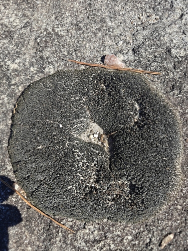 Grimmia laevigata observed 2026-10-21