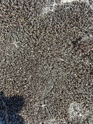Grimmia laevigata observed 2026-10-21