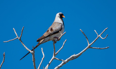 Oena capensis aliena