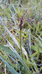Carex harfordii