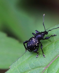 Otiorhynchus gemmatus