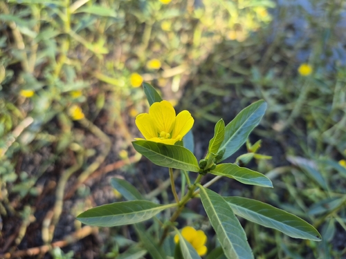 Ludwigia peploides observed 2026-10-22