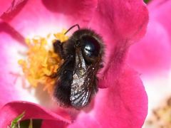 Bombus hypnorum