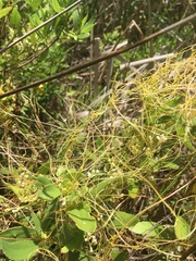 Cuscuta pentagona