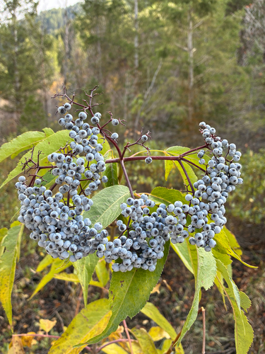 Sambucus mexicana observed 2026-10-21