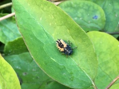 Harmonia axyridis