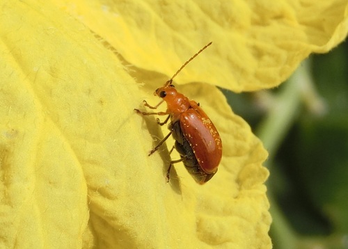 Aulacophora, 2026-10-20
