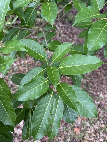 Ficus virens observed 2026-10-21