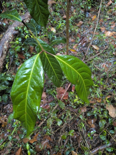 Rhodomyrtus observed 2026-10-22