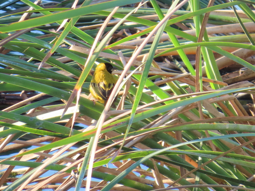 iNaturalist image