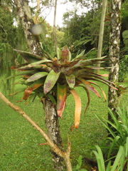 Tillandsia complanata