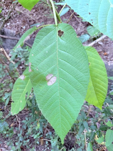 Dendrocnide meyeniana observed 2026-10-21