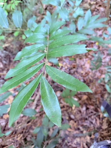 Dimocarpus longan observed 2026-10-21