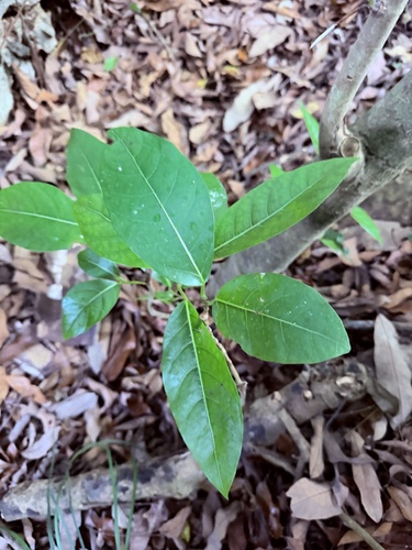 Ficus septica observed 2026-10-21