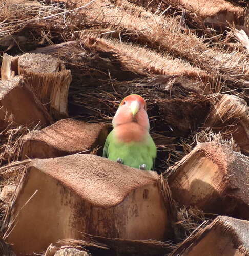 iNaturalist image