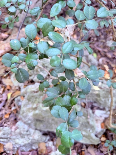 Severinia observed 2026-10-21
