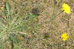 Hypochaeris radicata