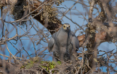 Polyboroides radiatus