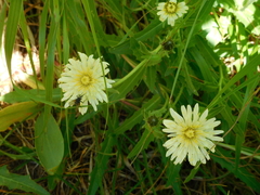 Schlagintweitia intybacea
