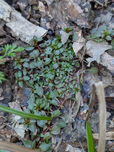Ludwigia palustris observed 2026-10-21