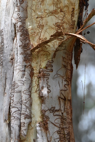 Eucalyptus signata observed 2026-10-20