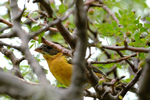 Pheucticus melanocephalus observed 2026-10-21