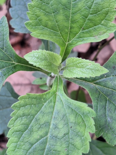 Austroeupatorium inulifolium observed 2026-10-21