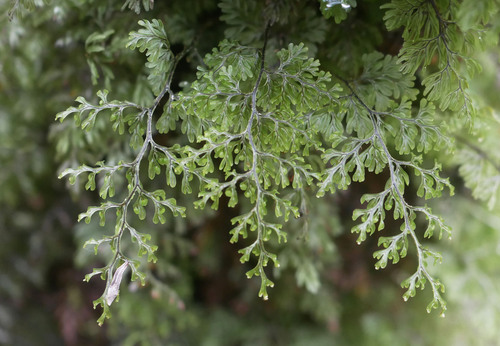 Hymenophyllum villosum observed 2026-10-17