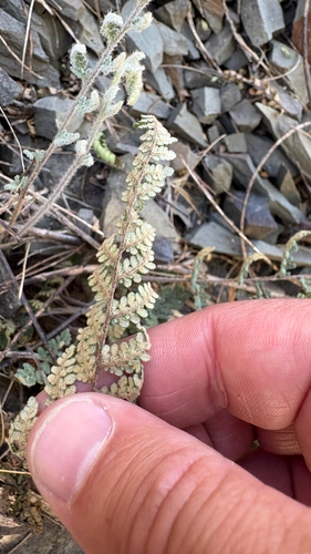 Myriopteris tomentosa, 2026-10-21