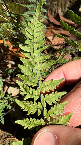 Myriopteris alabamensis, 2026-10-21