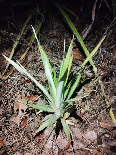 Ananas comosus observed 2026-10-19