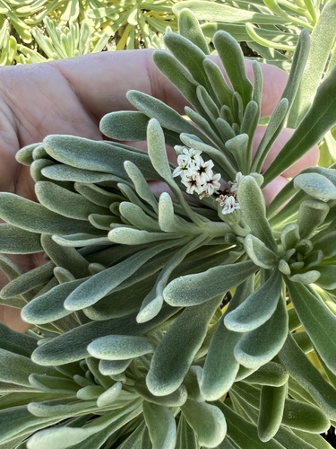 Tournefortia gnaphalodes observed 2026-10-21