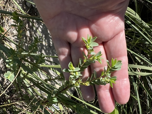 Euphorbia mesembryanthemifolia, 2026-10-21