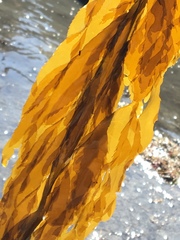 Desmarestia herbacea